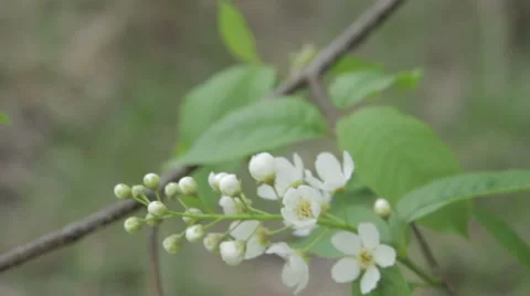 Bird-Cherry Flower Close Up Stock Footage 62840503