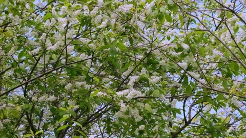 Bird cherry flowering in the spring forest in windy weather Stock Footage 240530378