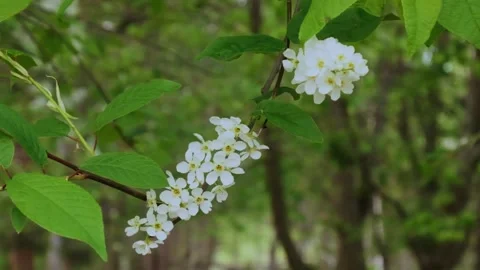 Bird cherry flowering in the spring forest in windy weather Stock Footage 240530379