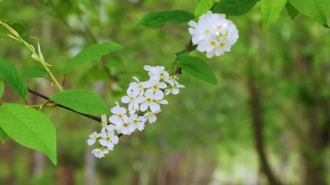 Bird cherry flowering in the spring forest in windy weather Stock Footage 240530381