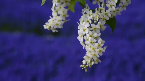 Bird cherry flowers on blue background Stock Footage 200244567