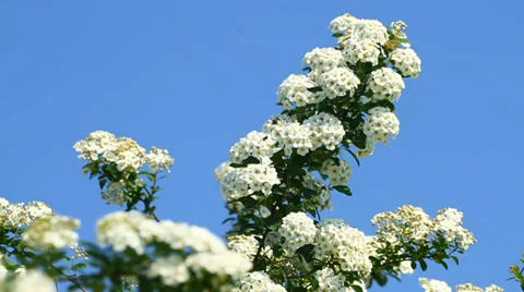 Bird cherry flowers Stock Footage 34098210