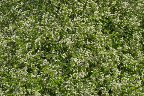 Bird cherry flowers. Stock Photos