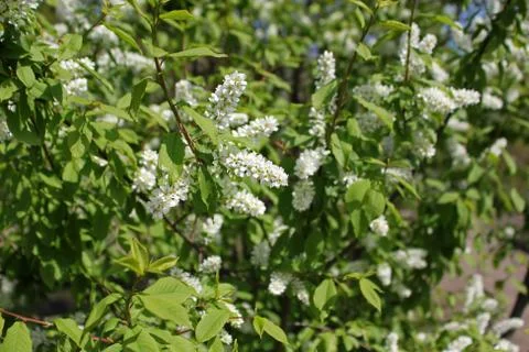 Bird cherry flowers Stock Photos