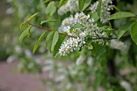 Bird cherry flowers Stock Photos
