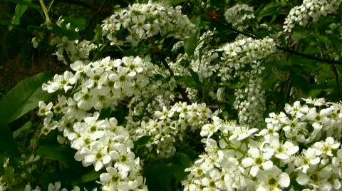 Bird cherry Stock Footage 843338