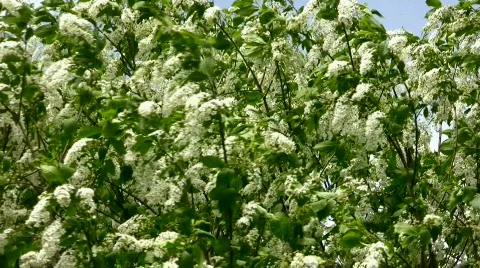 Bird cherry Stock Footage 843403