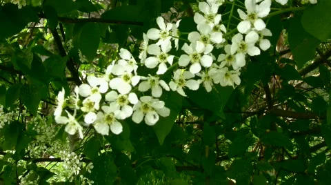 Bird cherry Stock Footage 843417