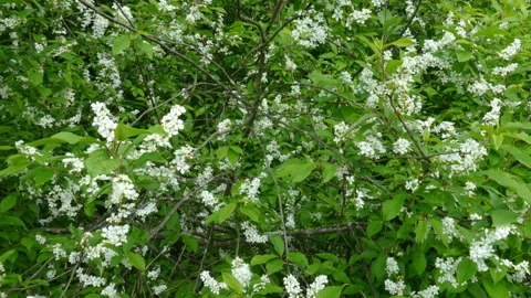 Bird Cherry Stock Footage 90009917