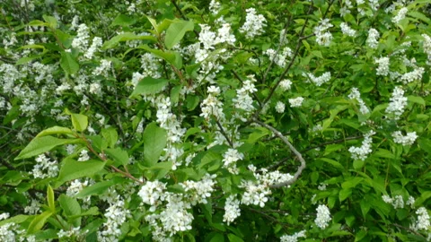 Bird Cherry Vídeo Stock 90010200