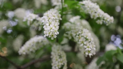 Bird cherry Stock Footage 146574180