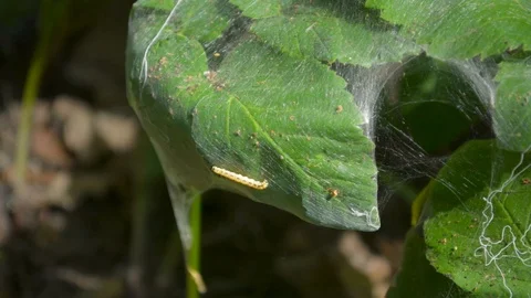 Bird cherry larva worms crawling on plant leaf surface covered in cobweb tissue 스톡 동영상 90614112