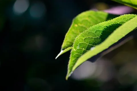 Bird Cherry Leaf Closeup Stock Photos