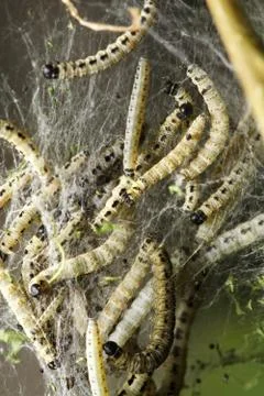 Bird-Cherry moth larvae Foto stock