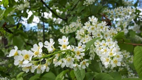 Bird cherry Stock-Fotos