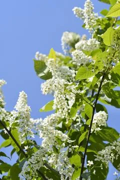Bird cherry Stock Photos