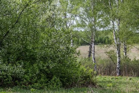 Bird cherry Foto stock