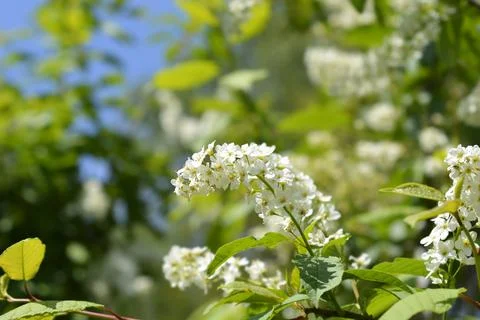 Bird cherry Stock Photos