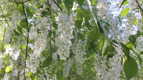 Bird cherry (Prunus padus) blossoms in the forest. Video stock 92999651