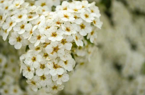 Bird cherry Prunus padus, hackberry, hagberry or Mayday tree . Closeup of bir Stock Photos