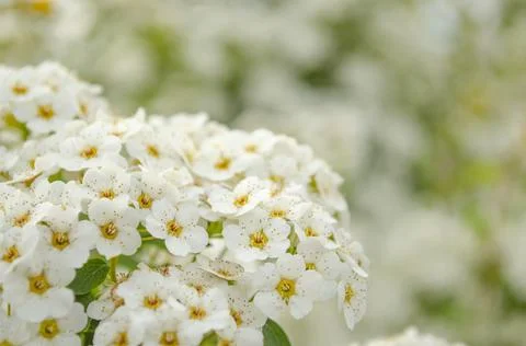 Bird cherry Prunus padus, hackberry, hagberry or Mayday tree . Closeup of bir Stock Photos