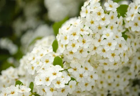 Bird cherry Prunus padus, hackberry, hagberry or Mayday tree . Closeup of bir Foto stock