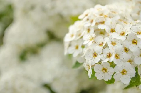 Bird cherry Prunus padus, hackberry, hagberry or Mayday tree . Closeup of bir Stock Photos