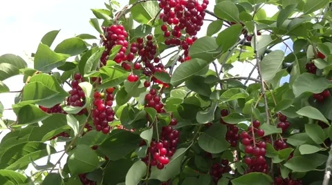Bird cherry Red sways in the wind Stock Footage 53012280