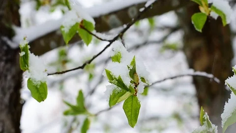 Bird cherry in the snow, close-up Stock Footage 128798172