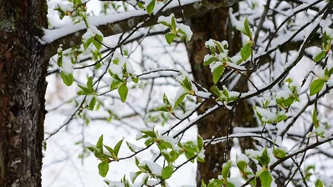 Bird cherry in the snow Stock Footage 128798171