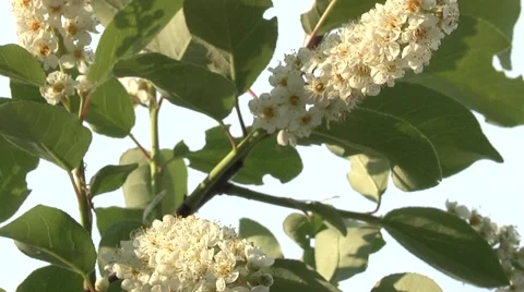 Bird cherry in spring against blue sky Stock Footage 5504370
