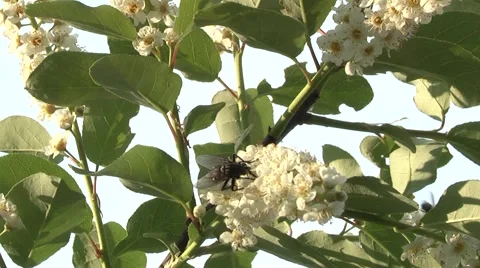 Bird cherry in spring against blue sky Stock Footage 5504371