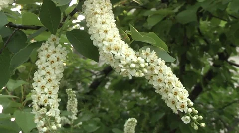 Bird cherry in spring against blue sky Vídeo Stock 5504372