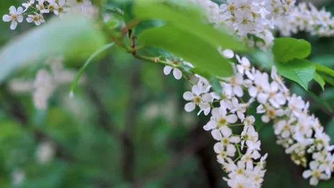 Bird cherry in spring Stock Footage 130597100
