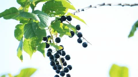 Bird-cherry tree with berries 库存影片 10793219