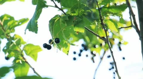 Bird-cherry tree with berries 库存影片 10793227