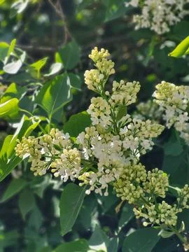 Bird cherry tree blooming with white flowers Stock Photos