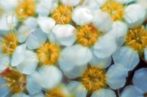 Bird cherry tree blooms in spring, white flowers close-up. Foto stock