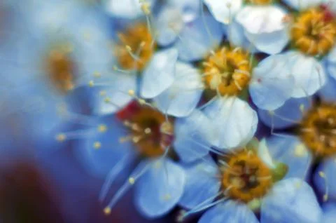 Bird cherry tree blooms in spring, white flowers close-up. Stock Photos