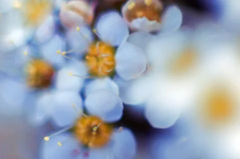 Bird cherry tree blooms in spring, white flowers close-up. Foto stock