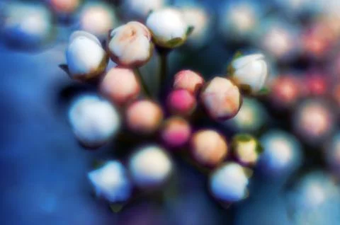 Bird cherry tree blooms in spring, white and pink lilac flowers close-up. Foto stock