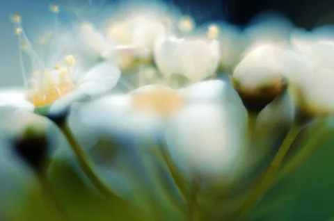 Bird cherry tree blooms in spring, white flowers close-up. Foto stock