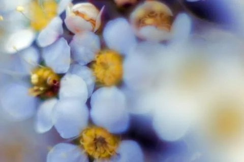 Bird cherry tree blooms in spring, white flowers close-up. Foto stock