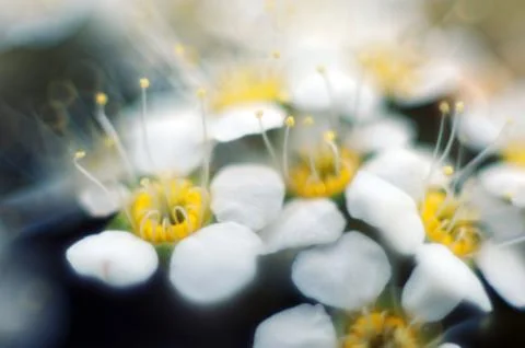 Bird cherry tree blooms in spring, white flowers close-up. Foto stock