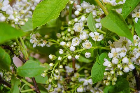 Bird Cherry Tree in Blossom. Close-up of a Flowering Prunus Avium Tree with W Stock Photos