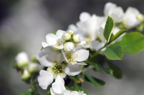 Bird cherry tree in blossom Stock Photos