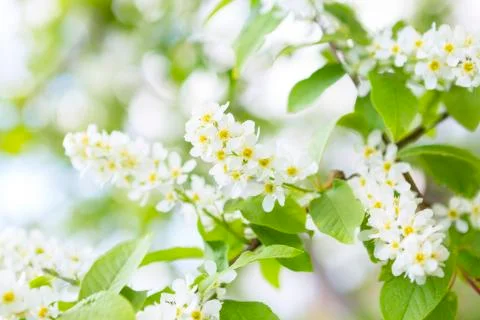 Bird cherry tree in blossom Foto stock