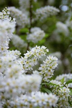 Bird Cherry Tree in Blossom.Close-up of a Flowering Prunus Avium Tree Stock Photos
