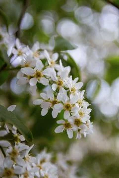 Bird Cherry Tree in Blossom.Close-up of a Flowering Prunus Avium Tree Stock Photos