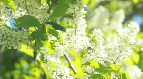 Bird cherry tree branch with amazing pink blossom  waving on light wind Stock Footage 50078288